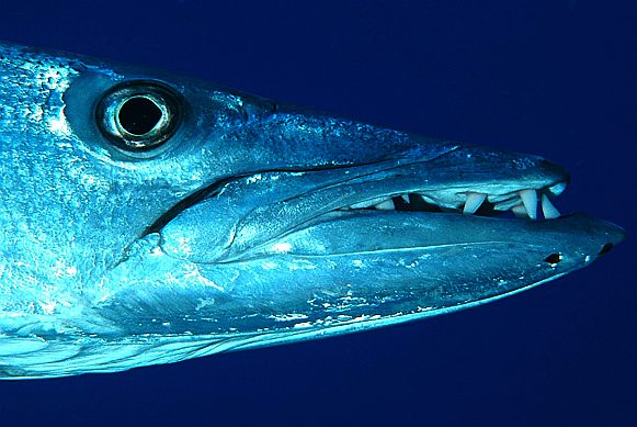 Mouth of the Barracuda showing angled teeth
