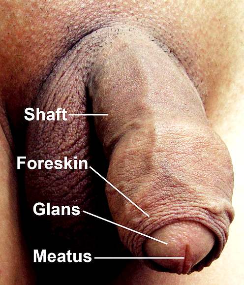 Flacid penis with foreskin and shaved abdominal area
