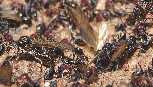 Meat eater ant nest during swarming