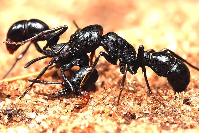 Black ants fighting, plectroctena insects