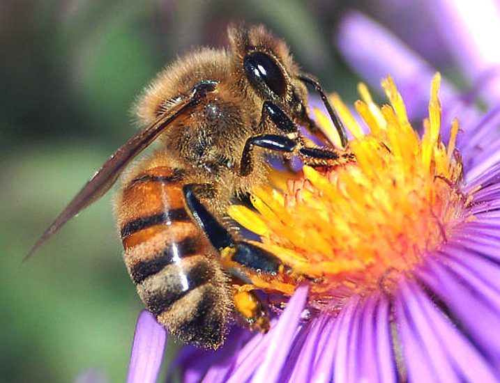 European honey bee extracting nectar from a flower