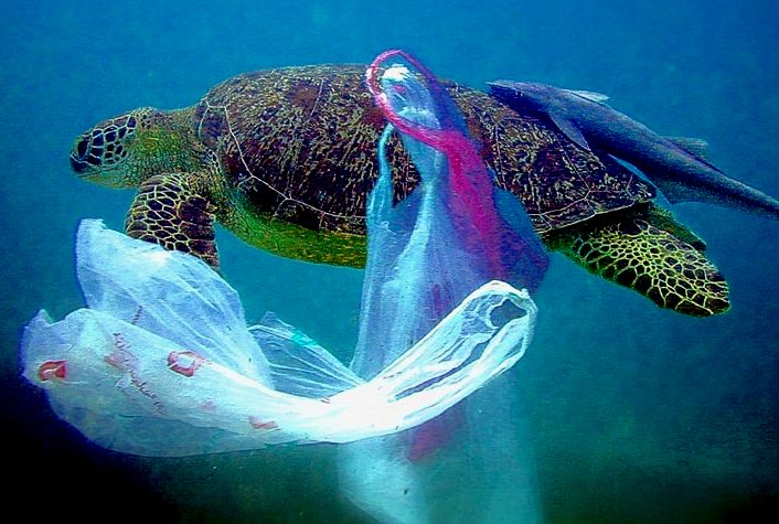 Sea turtle swimming in plastic waste