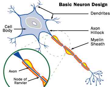 Human Brain neuron