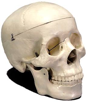 Skull of modern man, Homo Sapiens