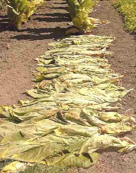 Tobacco harvesting leaves tied off for cigarette smoking