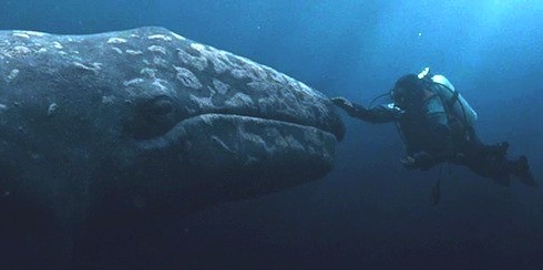 Big Miracle grey whale and diver