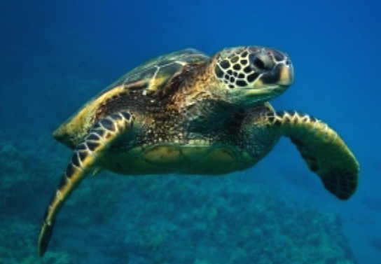 Sea turtle endangered species