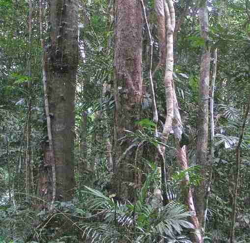 The Daintree Rainforest in Queensland, Australia