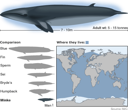 Whale species chart map