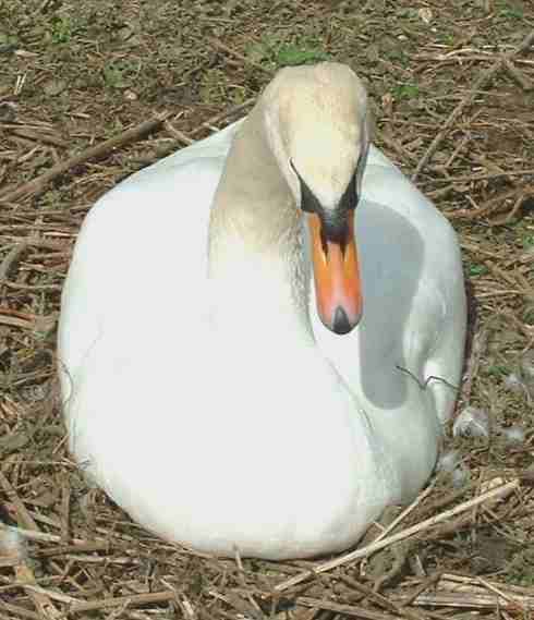 Swan nesting at Wetlands Wildfowl Trust, Arundel, Sussex