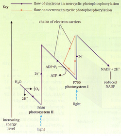 The 'Z-scheme' of electron flow in light-dependent reactions.