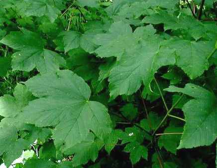 Sycamore - Acer Pseudoplatanus leaves