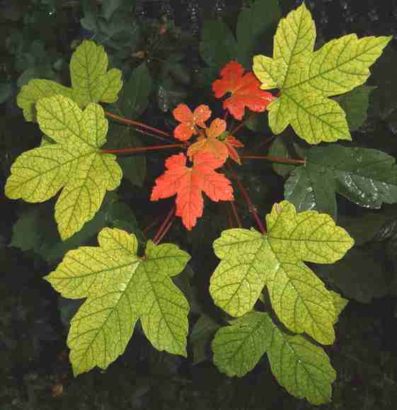 Maple Sycamore leaves
