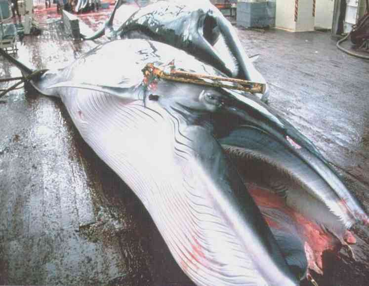 Butchered minke whale, illegal whaling