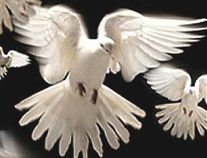 Doves peace to all men for the New Year