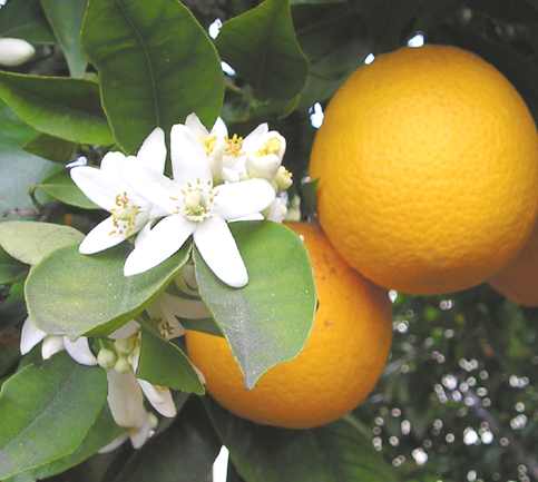 Orange_Blossom.jpg