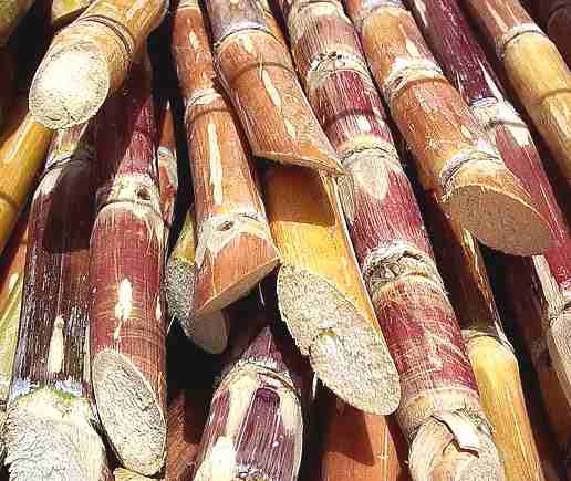 Sugar cane cut stems biofuels