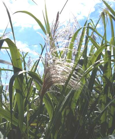 Sugar cane flowering in Australia