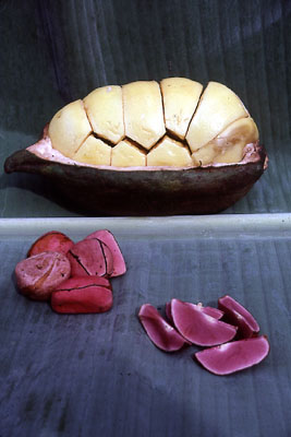 Kola fruit pod split to reveal the nuts