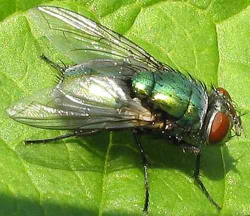 Green bottle common house fly