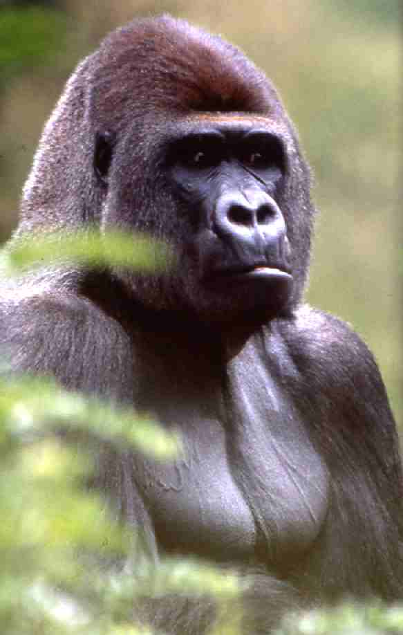 Bongo the Gorilla portrait