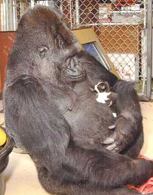 Koko the speaking Gorilla and a kitten