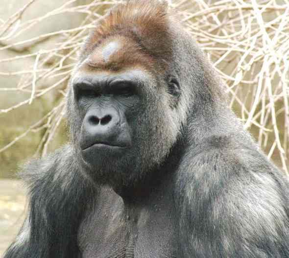 Western Lowland Gorilla, bad hair day