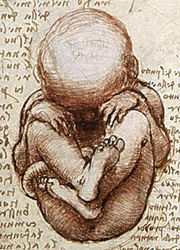 The Human Foetus, drawing by Leonardo da Vinci
