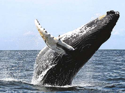 Humpback whale classic backflip broach