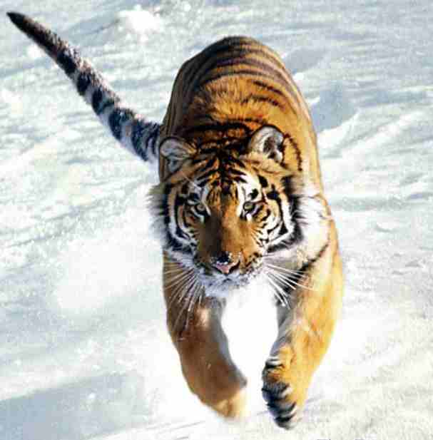 A Tiger running in snow