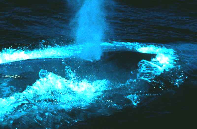 Blue whale blowhole