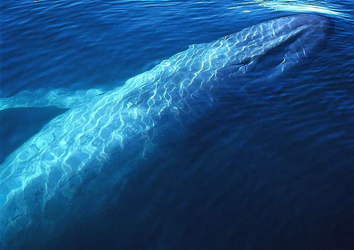Blue whale artwork