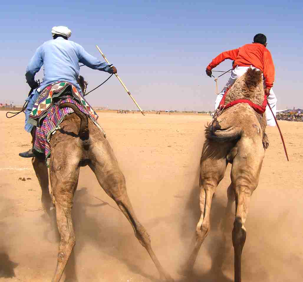 Camels racing in the desert