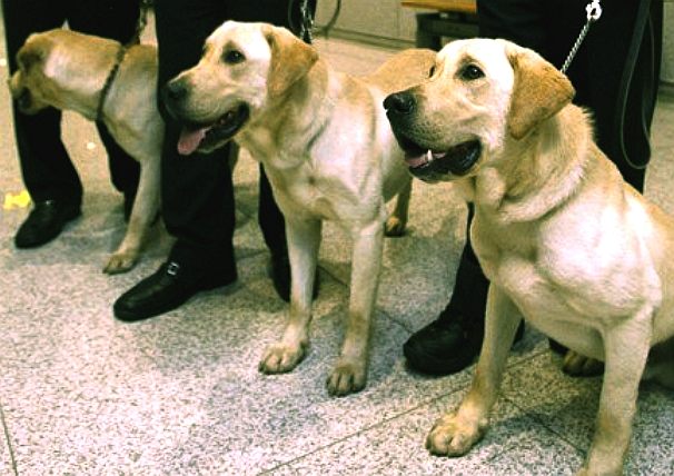 Cloned labrador canines, genetic DNA modified animal experiments