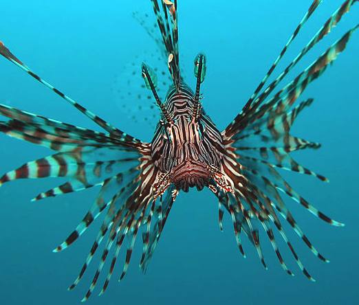 Red Lion fish