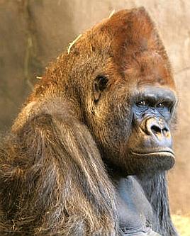 Gorilla in captivity, a zoo, looking glum