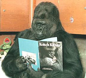 Gorillas like a good read too, Koko looking at pictures in a book