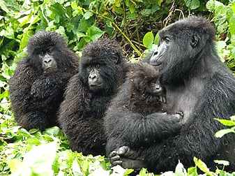 Gorillas mother and babys in the jungle Live Earth