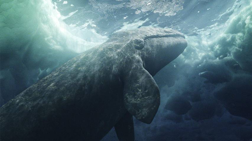 Grey whale in Big Miracle the movie