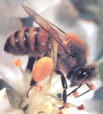 Honey bee collecting pollen