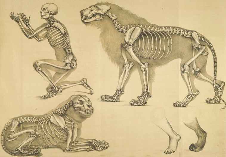 Comparative view of the human and lion skeltons, c1860