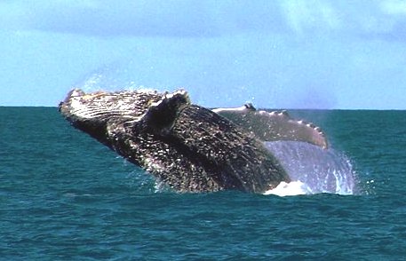 Humpback whale broaching backwards