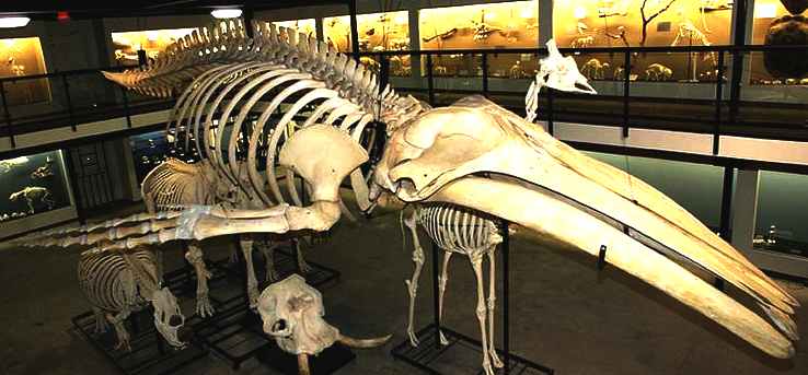Humpback Whale Skeleton on Display at The Museum of Osteology, Oklahoma City, Oklahoma
