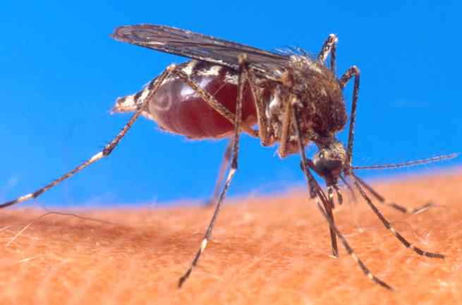 Mosquito biting a human arm