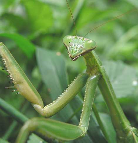Praying Mantis, insect camouflage