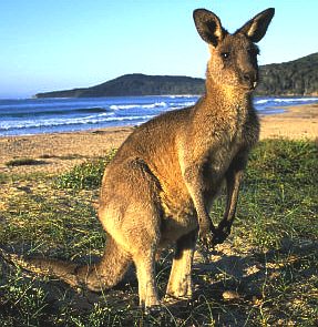 New South Wales national park, grey kangaroo