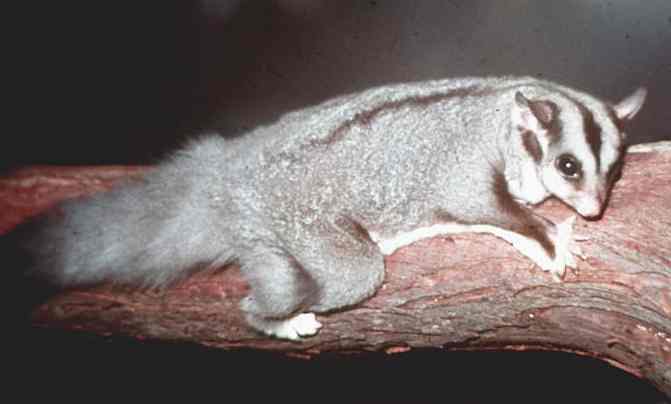 Marsupials the Sugar Glider (Petaurus breviceps)