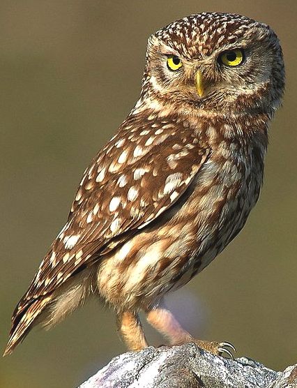 A nocturnal little owl