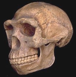 Peking Man, early human skull