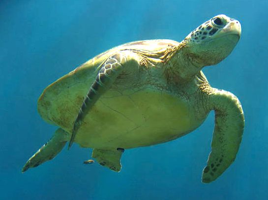 Sea turtle underside